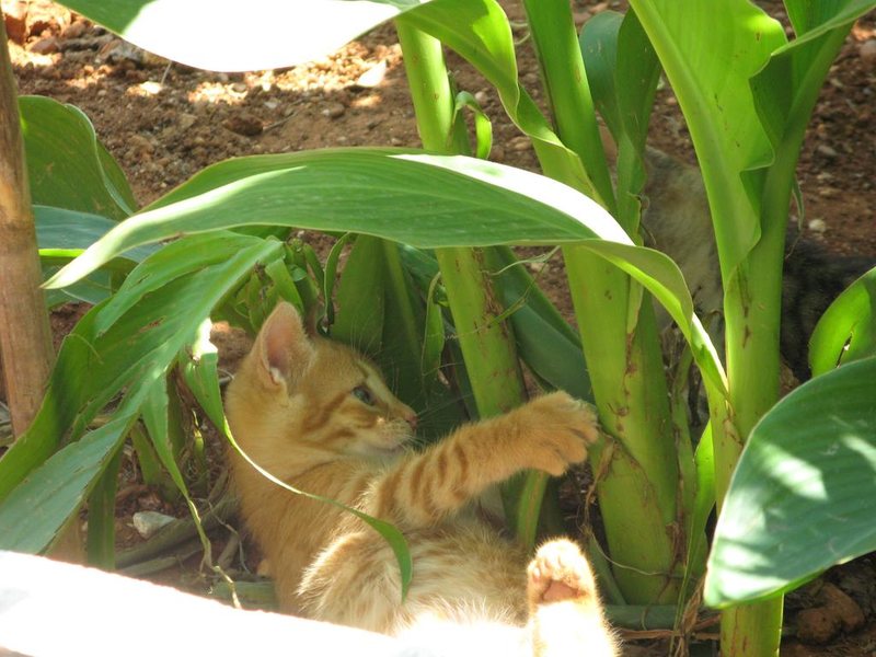 Fotis Studios Apartments 246558