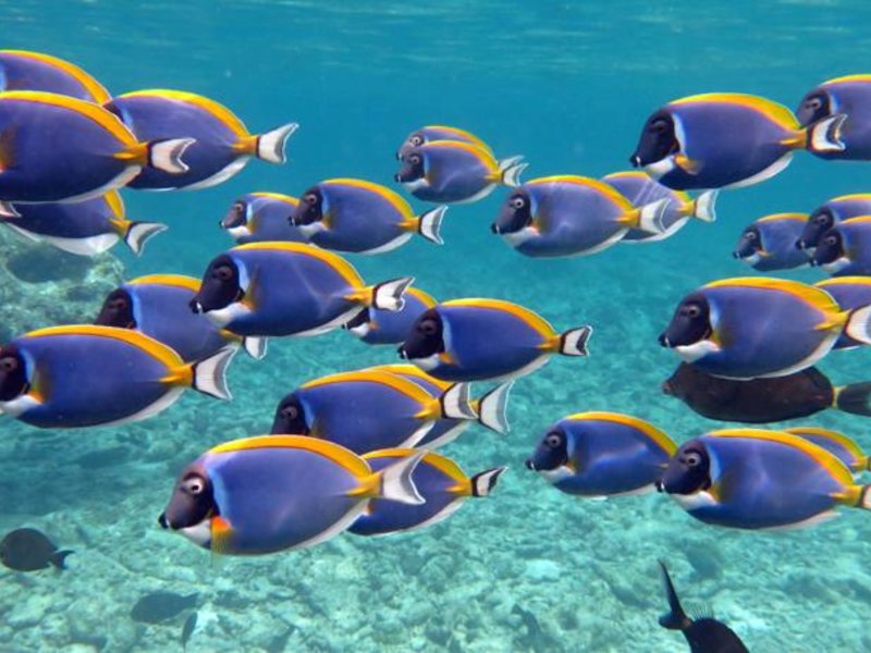 Four Seasons Kudaa Huraa 134816