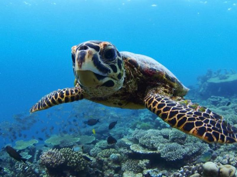 Four Seasons Landaa Giravaru 134855