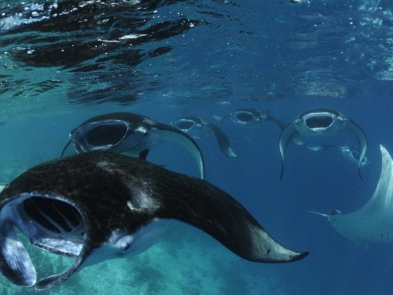 Four Seasons Landaa Giravaru 134860