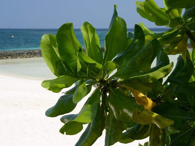 Gangehi Island Resort 228067