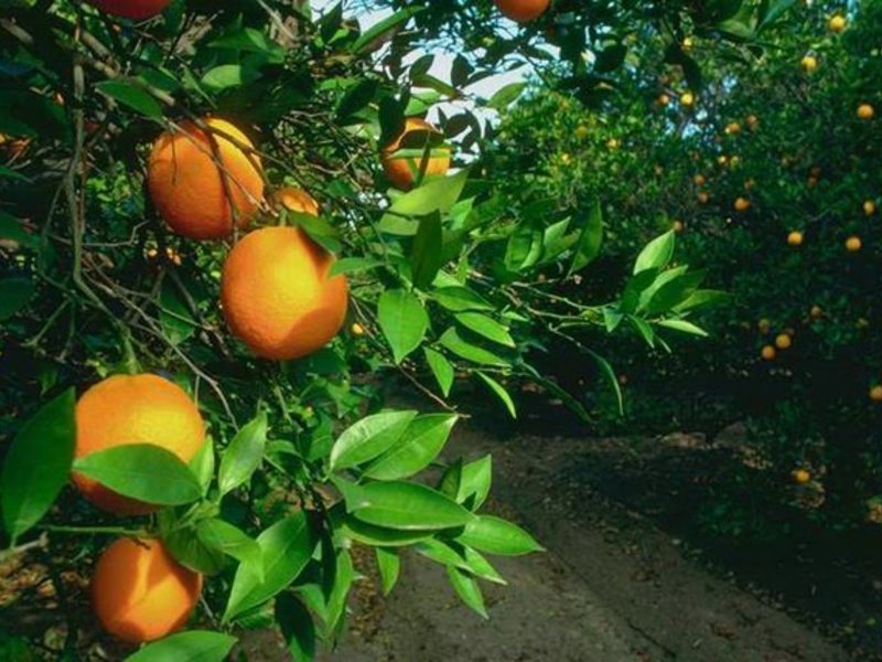 Gelidonya Hotel Adrasan 185598