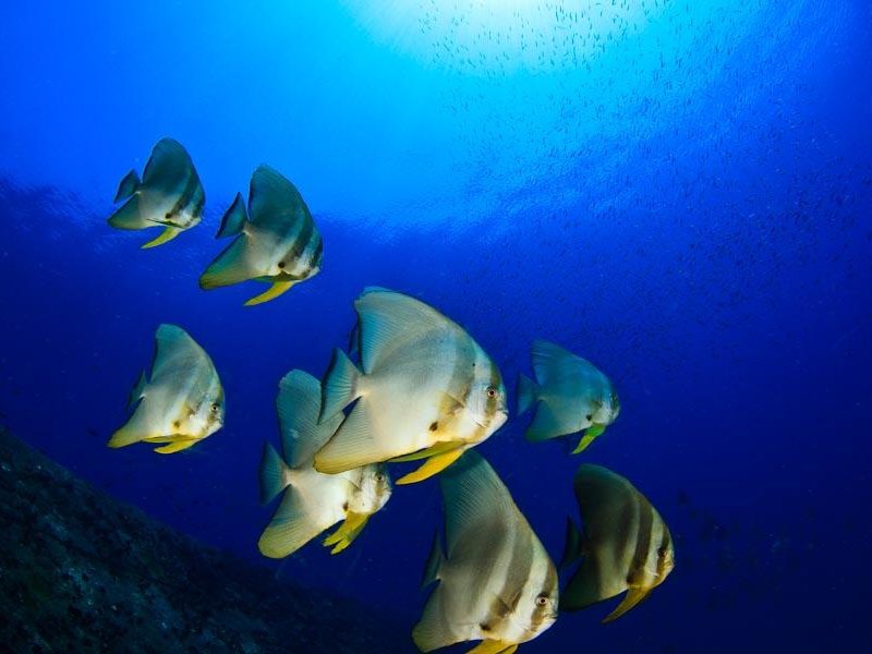 Giman Free Beach Resort 107537