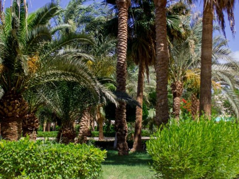 Golden Five Club  124101