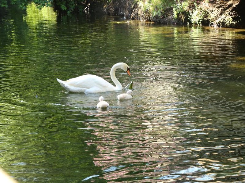 Golden Key Bordubet 276246