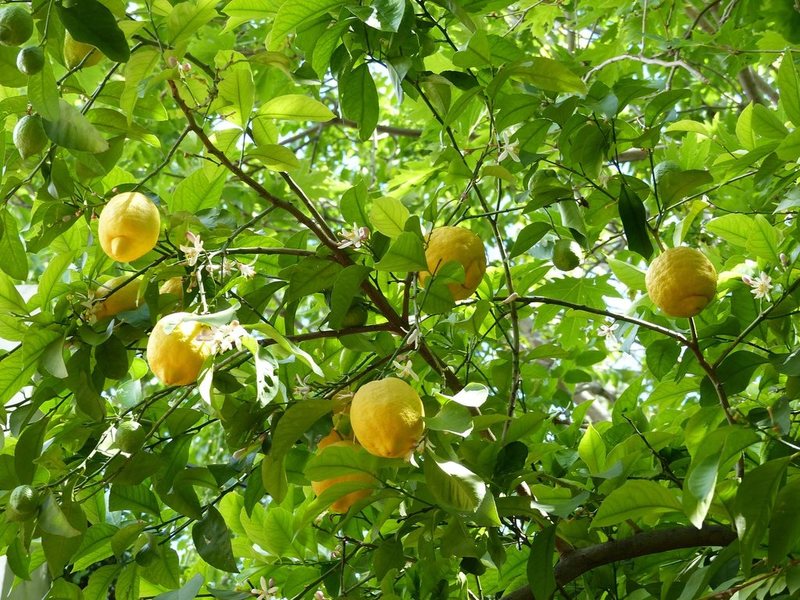 Golden Ring Hotel 301679