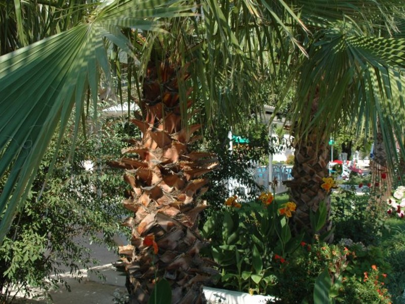 Grand  Hotel Derin  73474