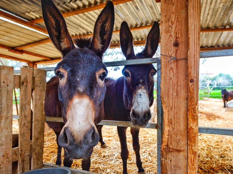 Hadjios Valley  290492