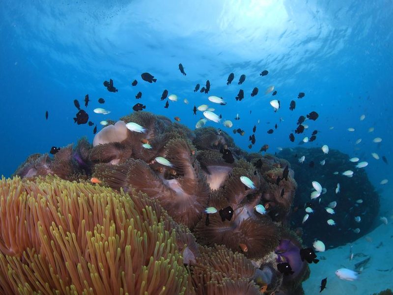 Hard Rock Hotel Maldives  323668