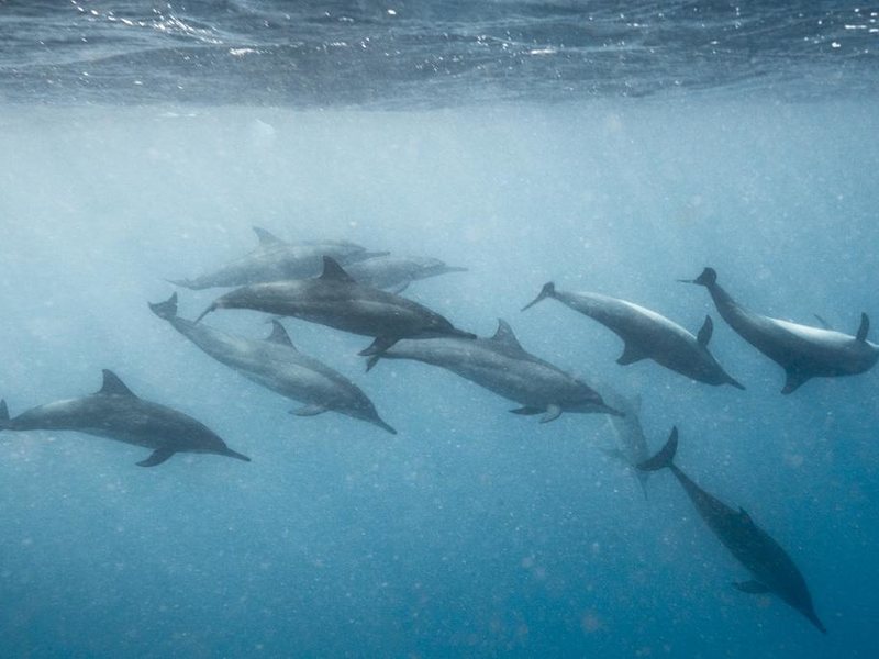 Hard Rock Hotel Maldives  323672