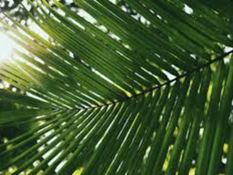 Instatour Maldives - MIO 324958