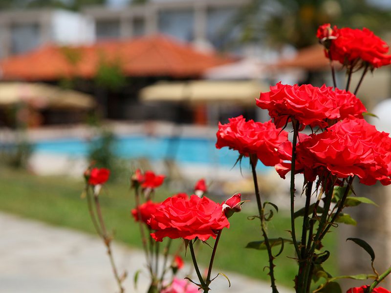 Iris Hotel Siviri 259401