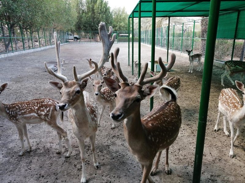 JA Hatta Fort Hotel 299722