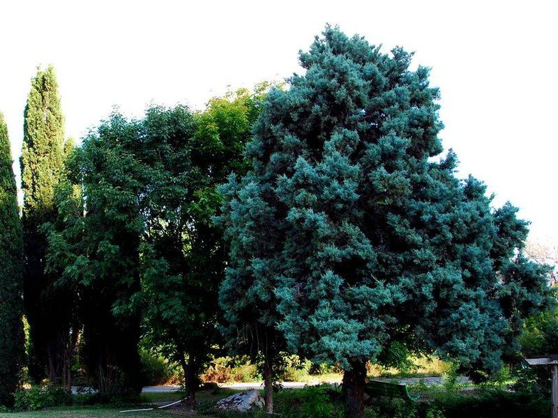 Journalist-Botanical Garden  162725