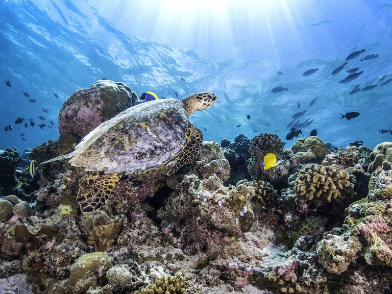 Jumeirah Vittaveli 135260