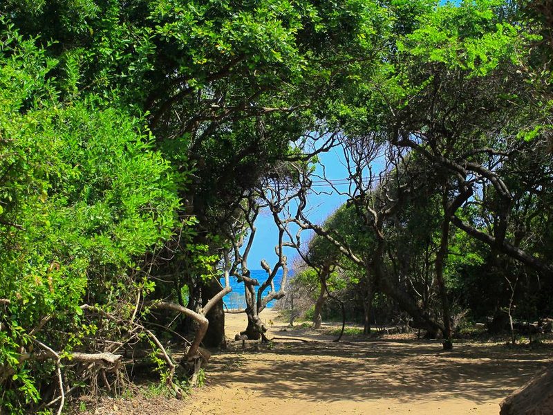 Jungle Beach Resort 111638