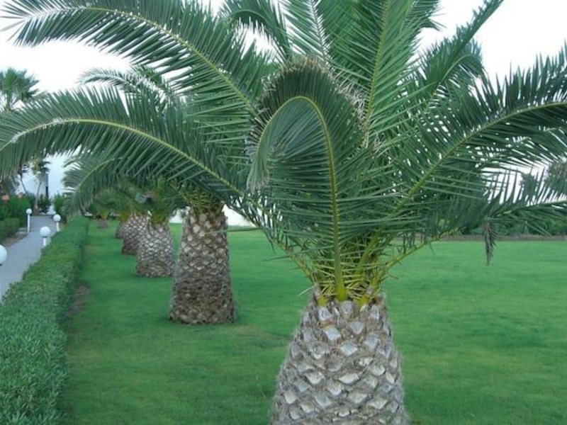 Kamari Beach Hotel 84045