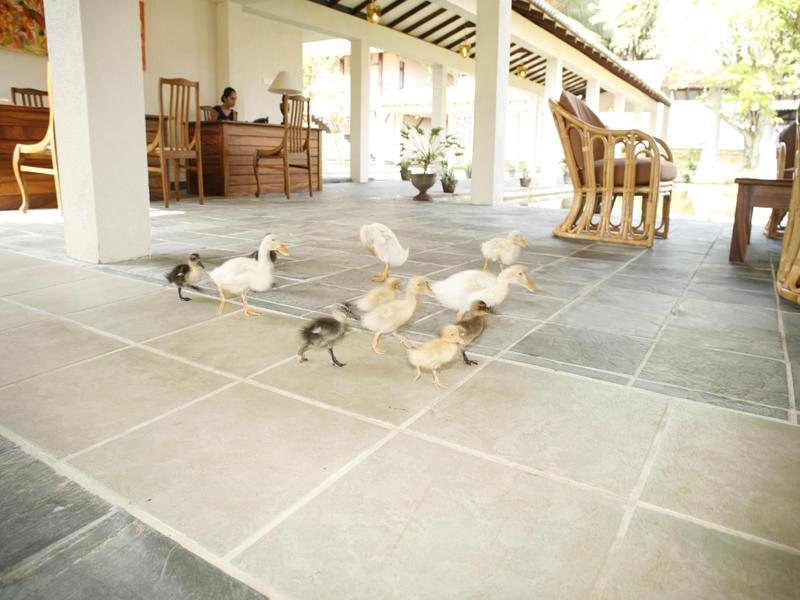 Kosgoda Beach Hotel 109134