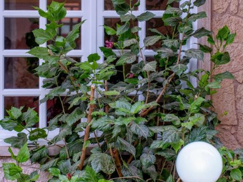 Lino Mare Hotel 254778