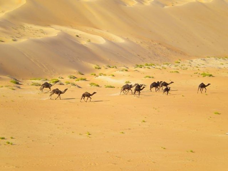 Liwa Hotel Abu Dhabi 47821