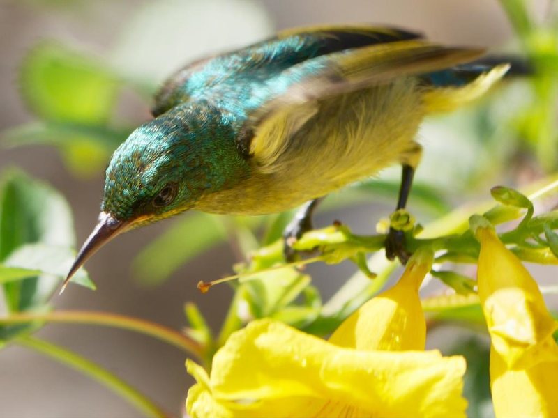 Marafiki Bungalows 240091