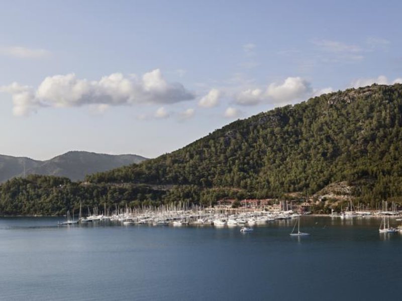 Marti Hemithea (Special Cat 65737