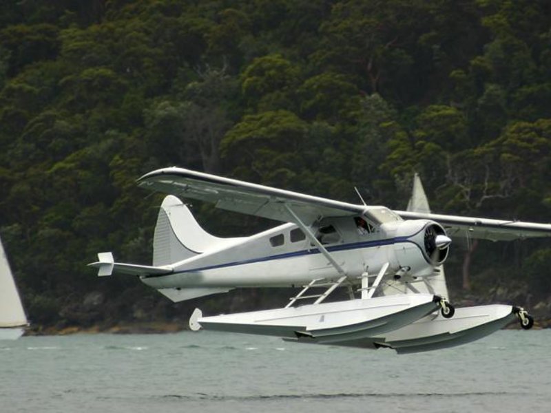 Marti Hemithea (Special Cat 65740