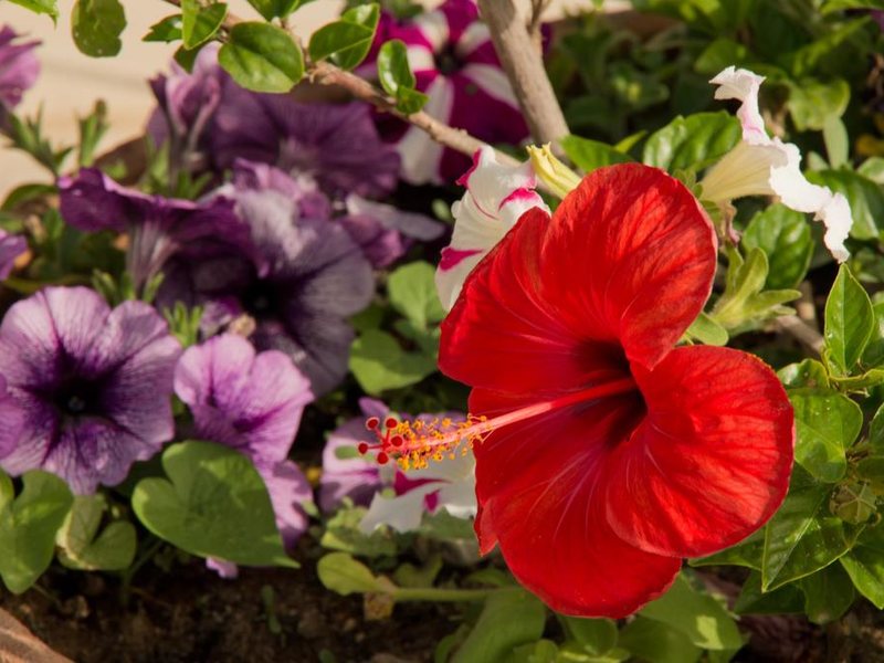 Minos Aparthotel 247476