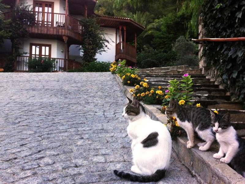 Montana Pine Resort 187197