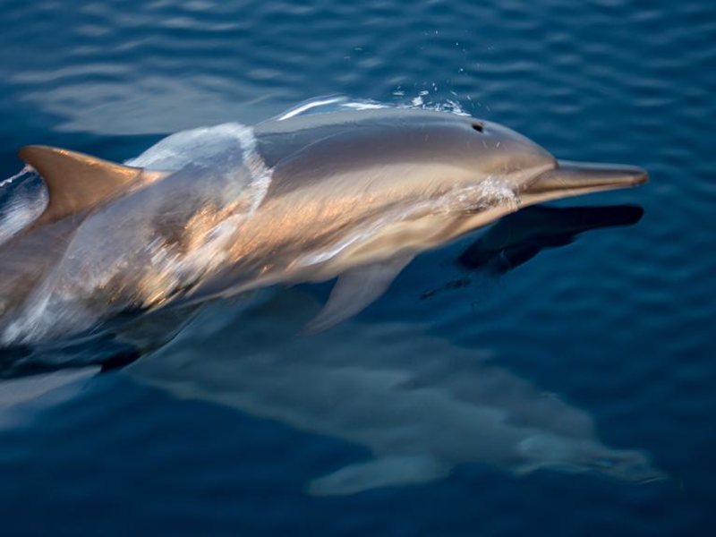 Mӧvenpick Resort Kuredhivaru Maldives 323840