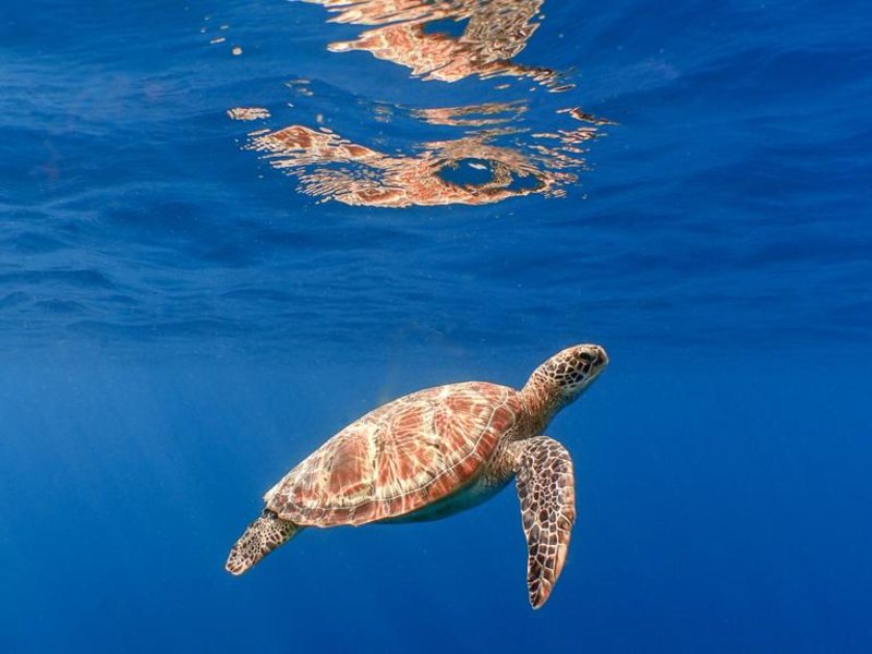 Mӧvenpick Resort Kuredhivaru Maldives 323841