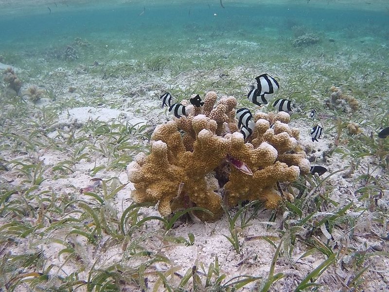 Nazaki Residence 325205