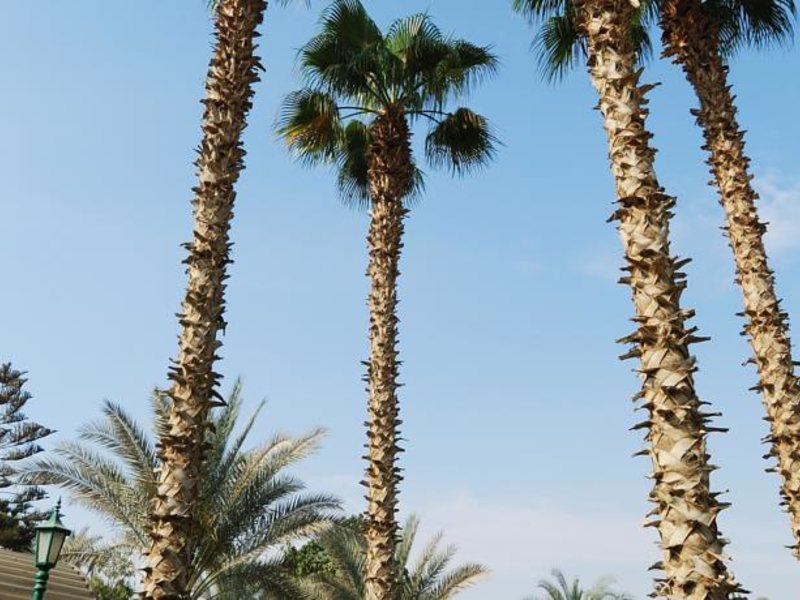 Oasis Cairo (Pyramids Area) 147374