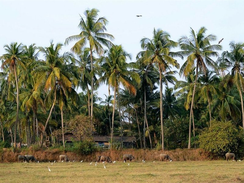 Om Lake Resort 114577