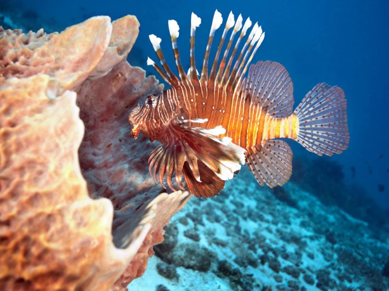 Palumbo Reef Beach Resort 201661