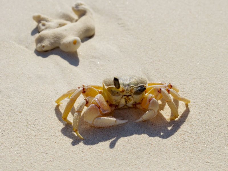 Palumbo Reef Beach Resort 201663