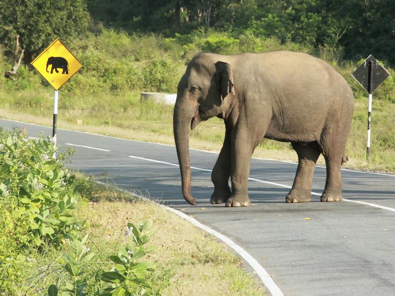 Panorama Talalla 108306