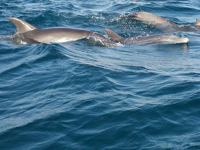 Paradise Beach Bungalows Paje 201698