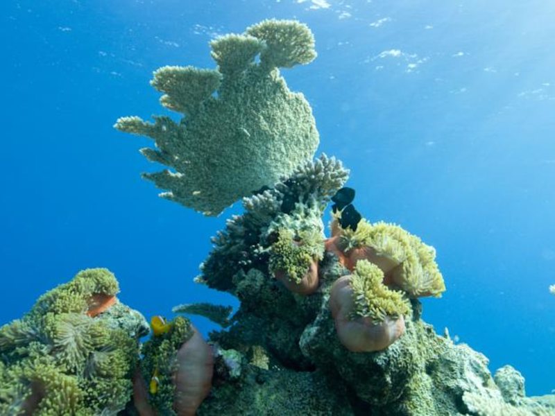 Park Hyatt Maldives Hadahaa 136235