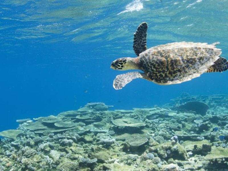 Park Hyatt Maldives Hadahaa 136237