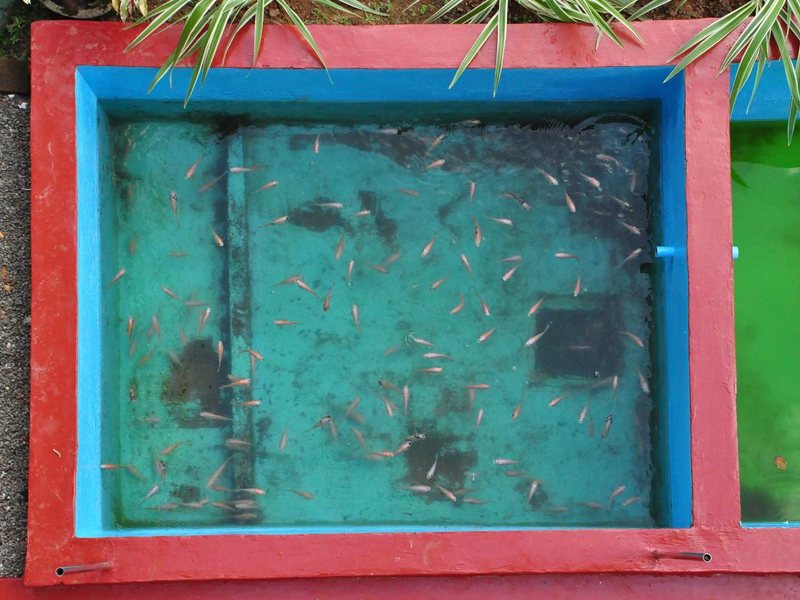 Polina Resort Hikkaduwa 196010