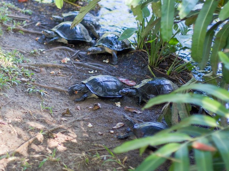Portofino Resort Tangalle 110951