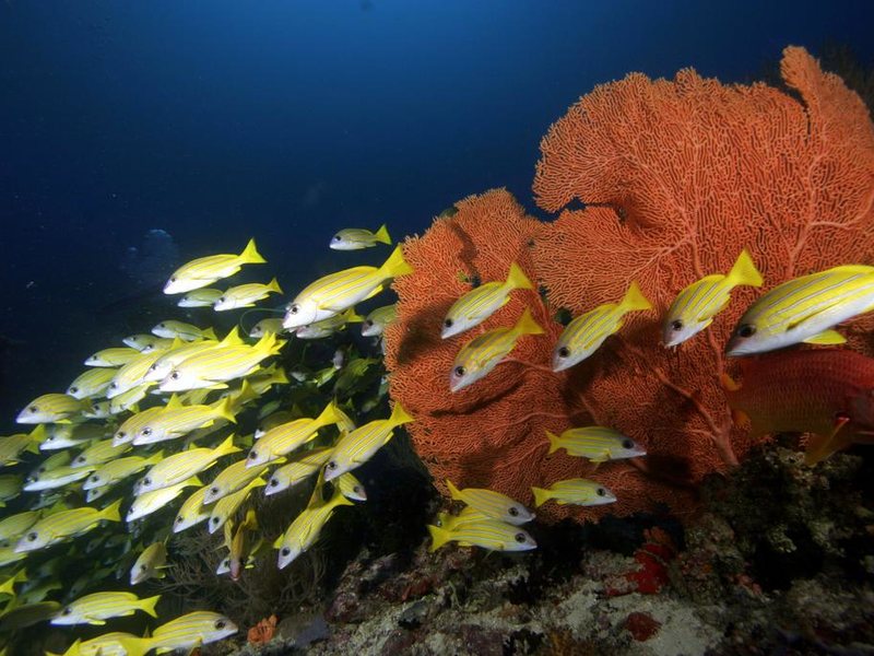 Season Paradise Guest House 240018