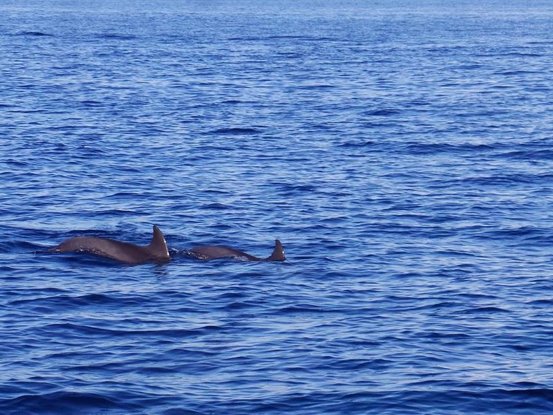 Season Paradise Guest House 240022