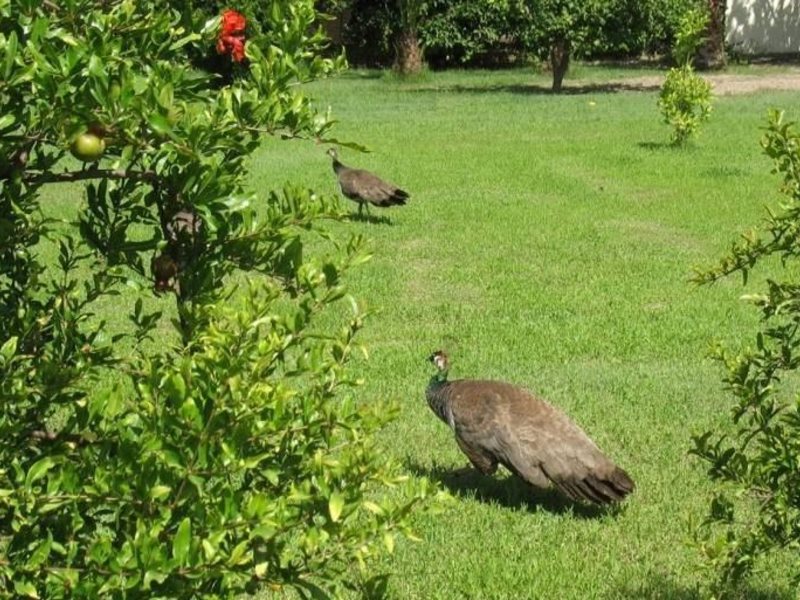 Seker Resort Hotel 37394