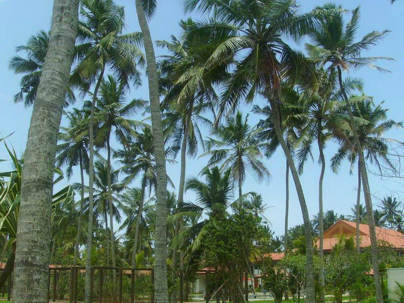 Serene Pavilions  111833