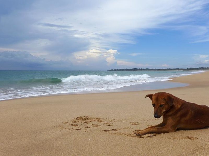 Seven Turtles Apart 112751