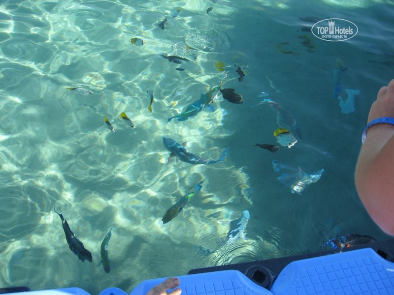 Sharm Elysees 293982