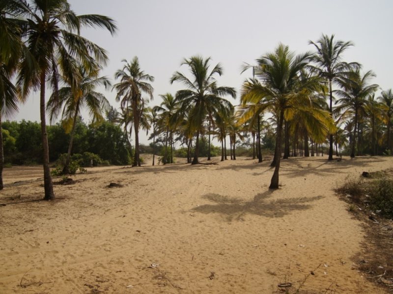 Siesta De Goa 115495