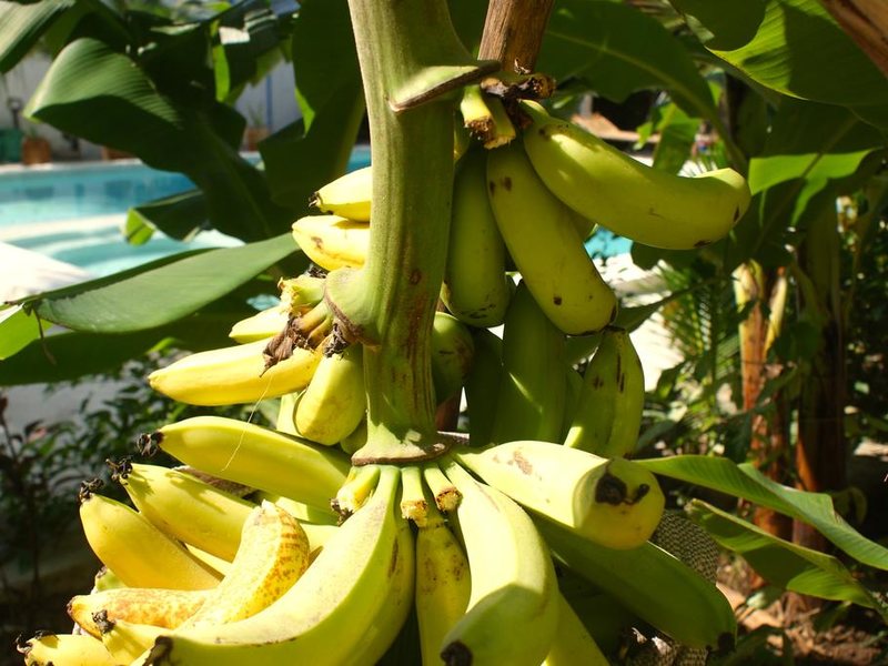 Simba Garden Lodge 202378